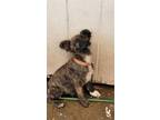 Adopt Pelusa a Brindle - with White Dutch Shepherd / Terrier (Unknown Type