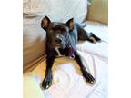 Adopt Talia a Black - with White Pit Bull Terrier / Staffordshire Bull Terrier /
