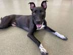 Adopt Fitz a Black Mixed Breed (Large) / Mixed dog in Chicago, IL (33185712)
