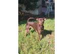 Adopt Hazel a Brown/Chocolate Miniature Pinscher / Mixed dog in Yuba City