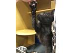 Adopt Weston a Domestic Shorthair / Mixed cat in Paris, KY (38858192)