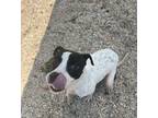 Adopt Maisie (Underdog) a White American Pit Bull Terrier / Mixed dog in New