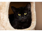 Adopt Ferrari a All Black Domestic Longhair / Domestic Shorthair / Mixed cat in