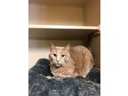 Adopt Punky a Orange or Red Domestic Shorthair / Mixed (short coat) cat in