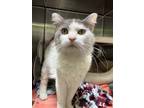 Adopt Frankie a Gray or Blue Domestic Longhair / Domestic Shorthair / Mixed cat