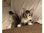 Adopt Ellie a Calico or Dilute Calico Calico / Mixed cat in Phoenix