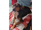 Adopt Gunner a Beagle / Mixed dog in Cleveland, TN (38881099)
