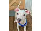 Adopt Fresco - IN FOSTER ADOPTED a White Mixed Breed (Medium) / Mixed dog in