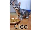 Adopt Cleo a Brown Tabby Domestic Shorthair / Mixed (short coat) cat in Mountain