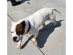 Adopt Maggie a Brown/Chocolate - with White Boxer / Mixed dog in Knoxville