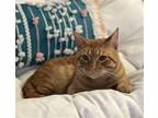 Adopt Rex a Orange or Red Domestic Shorthair / Mixed (short coat) cat in
