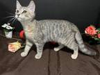 Adopt Kendra a Gray or Blue (Mostly) Domestic Shorthair / Mixed (short coat) cat