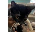 Adopt Cupboard a Black & White or Tuxedo Domestic Shorthair / Mixed (short coat)