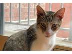Adopt Cannoli a Brown Tabby Domestic Shorthair / Mixed cat in New York