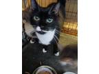 Adopt Checkers a Black & White or Tuxedo Domestic Shorthair / Mixed (short coat)