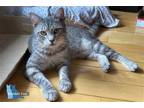 Adopt Templeton a Gray, Blue or Silver Tabby Domestic Shorthair / Mixed cat in