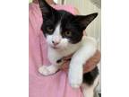 Adopt Bandit a Black & White or Tuxedo Domestic Shorthair / Mixed (short coat)