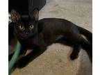 Adopt Taissa a Black (Mostly) Domestic Shorthair / Mixed (short coat) cat in