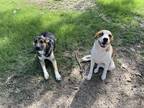 Adopt Winnie and Ace a White - with Tan, Yellow or Fawn Australian Shepherd /