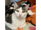 Adopt Freya a Domestic Short Hair