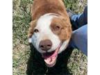 Adopt Mildred a Border Collie, Mixed Breed