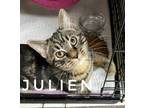 Adopt Julien a Domestic Shorthair / Mixed (short coat) cat in Rome