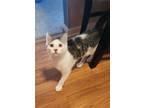 Adopt Freedom a Domestic Shorthair / Mixed cat in Bloomington, IL (38682486)
