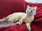 Adopt Arthur Dent a Domestic Shorthair / Mixed cat in Salt Lake City