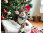 Adopt (br) Pinch a Domestic Shorthair / Mixed (short coat) cat in Fargo