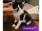 Adopt Daphne a Black & White or Tuxedo Domestic Shorthair / Mixed (short coat)