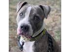Adopt Waconda a Pit Bull Terrier / Mixed dog in Spring Hill, KS (38760939)