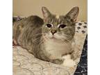 Adopt Tulip a Domestic Shorthair / Mixed cat in Rocky Mount, VA (38734706)