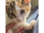 Adopt Flora a Domestic Shorthair / Mixed cat in Fayetteville, AR (38734686)