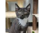 Adopt Diego a Domestic Shorthair / Mixed cat in Pleasant Hill, CA (38750747)