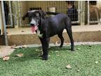 Adopt Onyx a Labrador Retriever / Beagle / Mixed dog in Tool, TX (38742323)