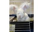 Adopt Herman a Angora, English / Mixed rabbit in Oakland, NJ (38663072)
