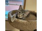 Adopt Little Grey Goose a Gray or Blue Domestic Shorthair / Mixed cat in