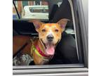 Adopt Sonny a Tan/Yellow/Fawn Mixed Breed (Medium) / Mixed dog in Philadelphia