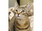 Adopt Peaches a Domestic Shorthair / Mixed cat in Novato, CA (38868578)