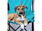 Adopt DAISY a Tricolor (Tan/Brown & Black & White) Beagle / Mixed dog in Olive