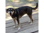 Adopt LOLA a Black Siberian Husky / German Shepherd Dog / Mixed dog in Pt.