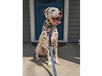 Adopt Oliver a Dalmatian / Mixed dog in Fort Collins, CO (38886296)