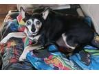 Adopt Lucky a Rat Terrier / Mixed dog in St. James, MN (38625999)