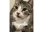 Adopt Maggie a Domestic Mediumhair / Mixed cat in Brookeville, MD (38630311)
