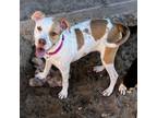 Adopt Cookie a White - with Tan, Yellow or Fawn Mixed Breed (Medium) / Mixed dog