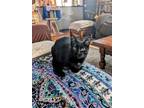 Adopt Belle a All Black Domestic Shorthair / Mixed (short coat) cat in
