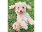 Adopt Addie a White Miniature Poodle / Mixed dog in Naperville, IL (38792668)