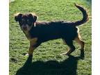 Adopt Delilah a Brown/Chocolate - with Tan Dachshund / Spaniel (Unknown Type) /