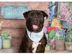 Adopt Johnny Cash a Black Pit Bull Terrier / Mixed dog in Little Elm