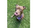 Adopt Audrey Pawburn a American Staffordshire Terrier / Mixed dog in Raleigh
